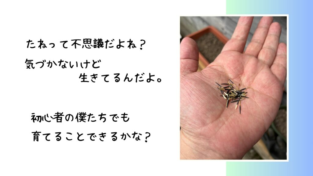 種って不思議だよね？