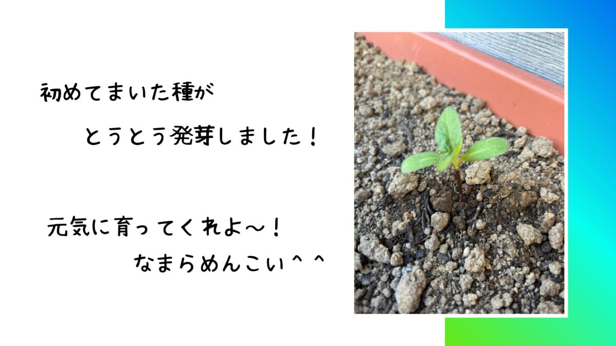 とうとう発芽したミニひまわり