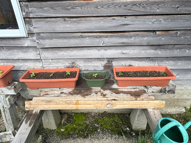 芽が出た3つのプランター