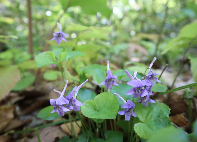 じっと咲いている紫色の花