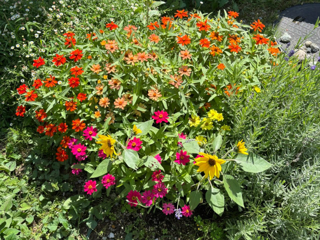 地植えされたミニひまわり