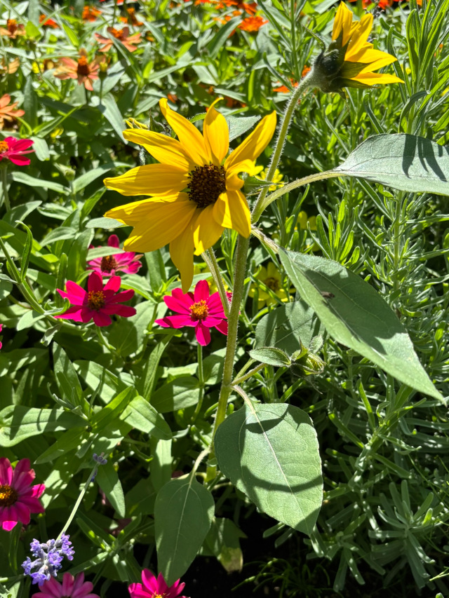 他の花とミニひまわり