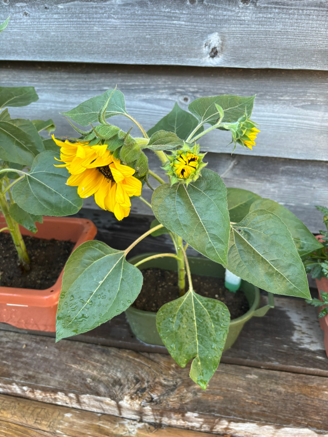 狭いプランター