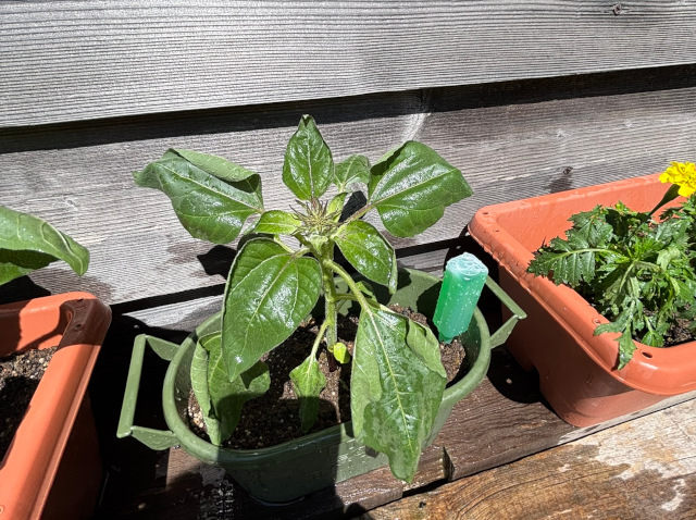 萎れたミニひまわり