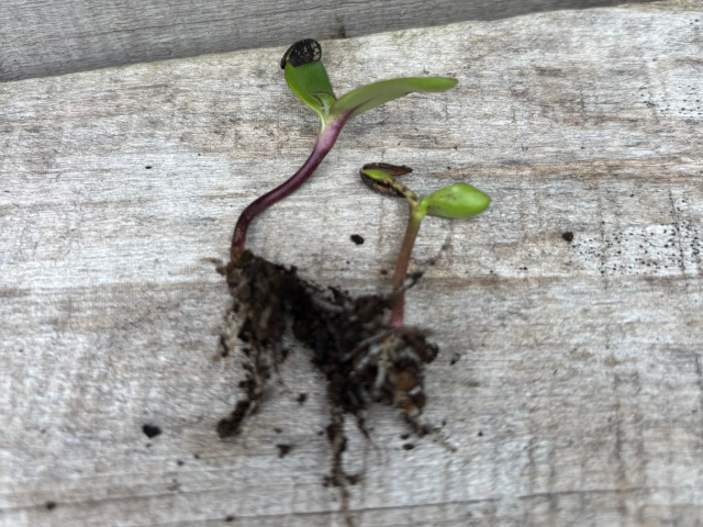 間引きされた芽