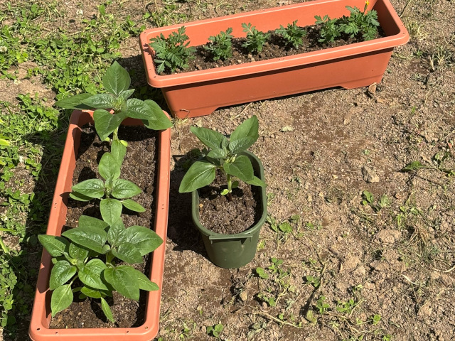 元気な植物たち