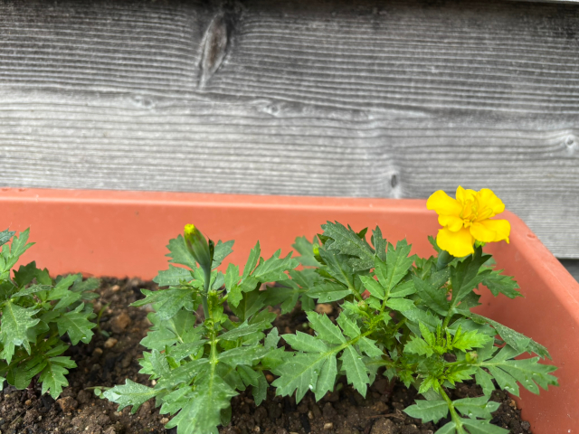 始めて咲いた花