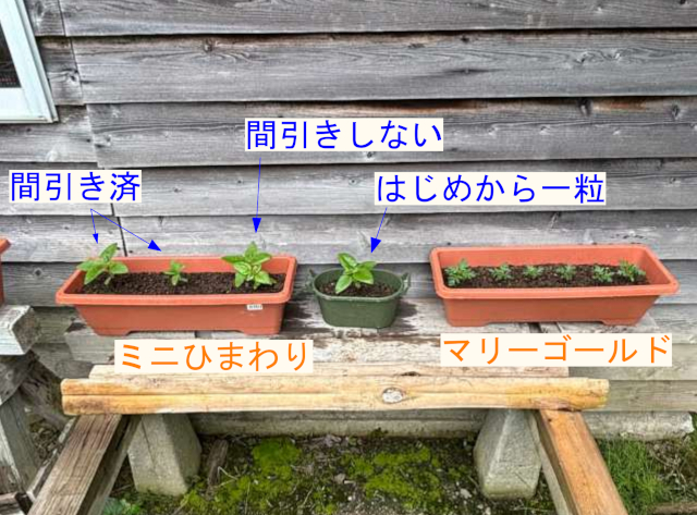 間引きの影響を知りたい